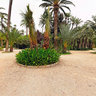 Elche palm grove