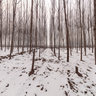 Populus forest