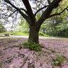 新宿御苑: 桜