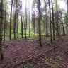 in the Russian forest