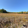 An open field where a beaver's lake once stood in Killarney Provincial Park