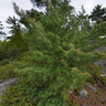 Spring on Bear Lake in Killarney Provincial Park, Ontario Canada