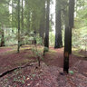 Bolling Grove, Avenue of Giants, Humboldt Redwoods State Park