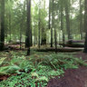 Dyerville Giant, Founders Grove, Humboldt Redwoods State Park