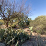 Cactus Garden, Bryce Thompson Arboretum