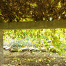 Grape Arbor