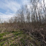 Wood and meadow