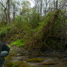 Stream