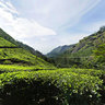 munnar