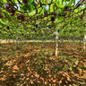 vine yards