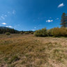 Dead Tree in the Martis Valley