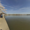 Tidal Basin Cherry Blossom
