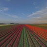 flowerfields, dutch tulips