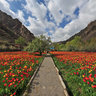 Chalus Road, Tulip Gardens 