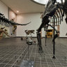 Senckenberg Diplodocus