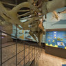 Senckenberg Entenwal