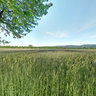 Frühsommerliches Feld