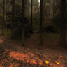 Forest near castle Hruba Skala 1