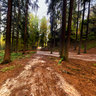 Forest near Castle Hruba Skala 2
