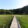 白馬村 姫川源流  親海湿原　Himekawa Oyomi Wetland