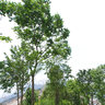 Tamar site - The new Central Government Offices of Hong Kong
