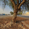 Lonely Tree