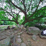 温州中山公园 树荫下的圆石凳 The round stone under the trees in Zhongshan Prak, Wenzhou